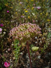daucus pusillus